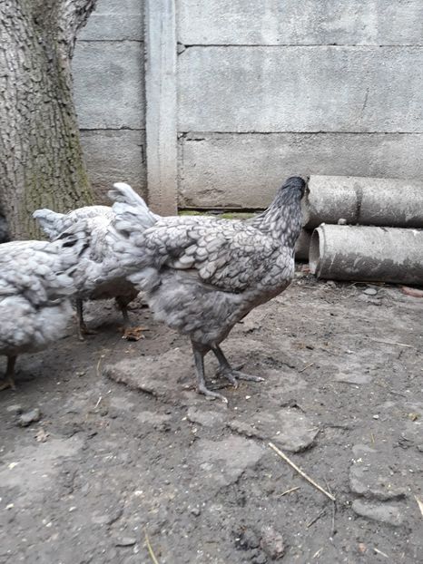  - DE VÂNZARE JERSEY GIANT NEGRE ALBASTRE ȘI SPLASH PUICE 2017