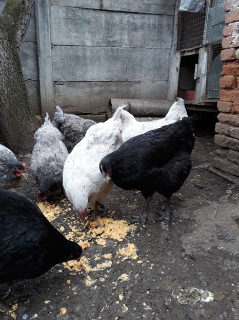  - DE VÂNZARE JERSEY GIANT NEGRE ALBASTRE ȘI SPLASH PUICE 2017