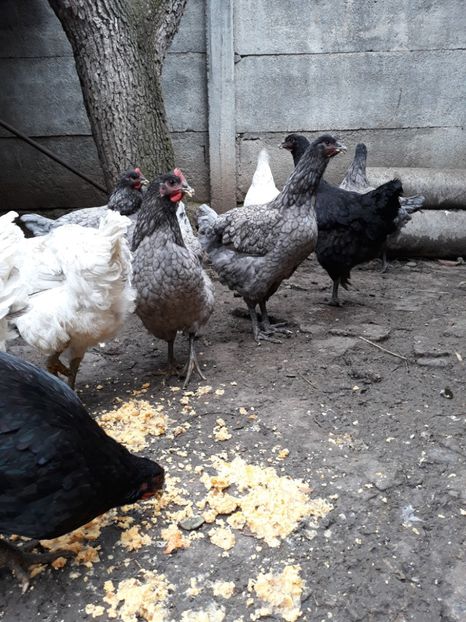  - DE VÂNZARE JERSEY GIANT NEGRE ALBASTRE ȘI SPLASH PUICE 2017