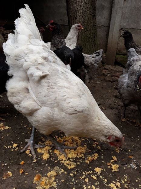  - DE VÂNZARE JERSEY GIANT NEGRE ALBASTRE ȘI SPLASH PUICE 2017