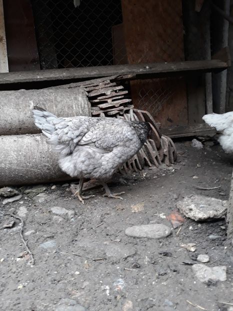  - DE VÂNZARE JERSEY GIANT NEGRE ALBASTRE ȘI SPLASH PUICE 2017