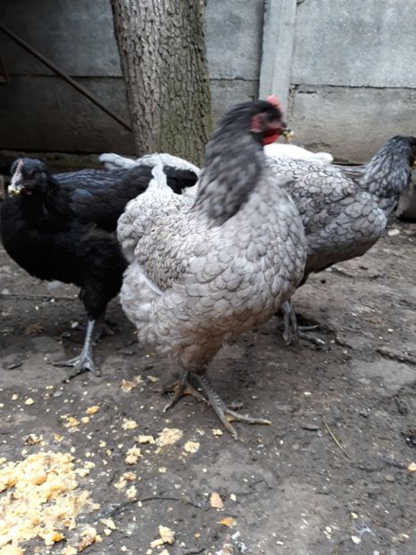  - DE VÂNZARE JERSEY GIANT NEGRE ALBASTRE ȘI SPLASH PUICE 2017