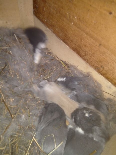  - Cuib din 29-01-2018