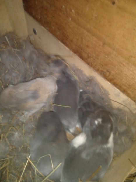  - Cuib din 29-01-2018