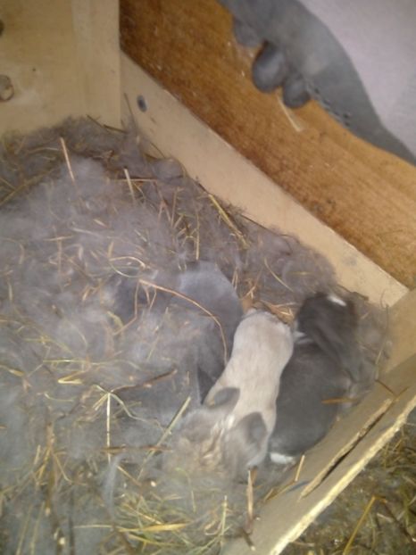  - Cuib din 29-01-2018