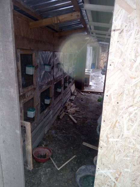  - CUSTILE  IEPURASILOR