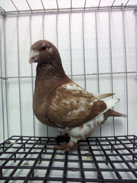 Femela 2017 - Americani