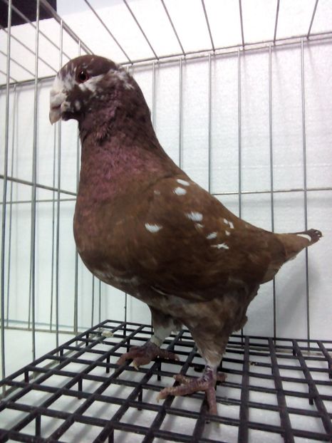 Mascul 2015 - Americani