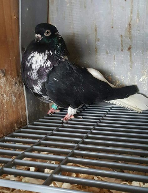 Mascul - 6-Negru Codalb Romanesc