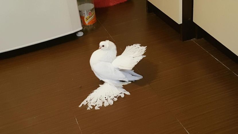  - Omski si Nordcaucazieni 2018