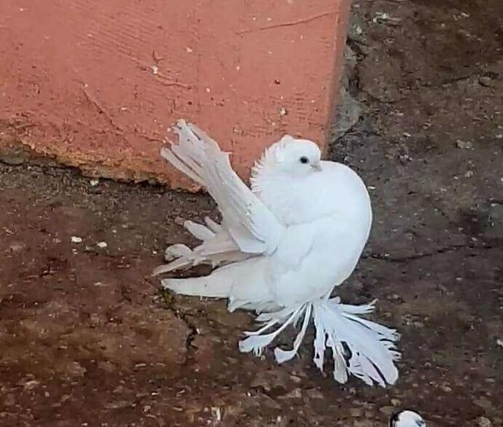  - Omski si Nordcaucazieni 2018