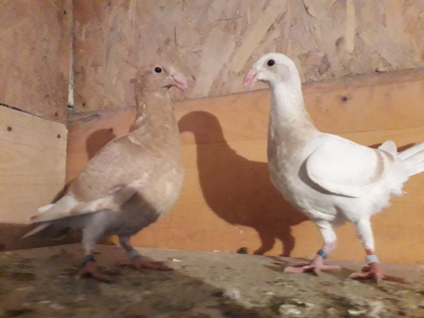  - Pui voiajori germani 2018