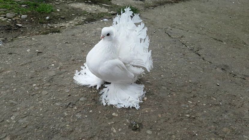 IMG-20180128-WA0005 - Omski si Nordcaucazieni 2018