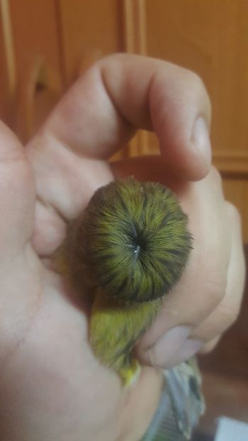  - Canari