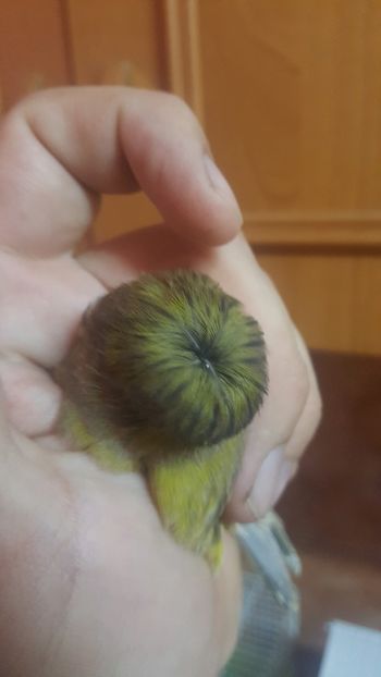  - Canari