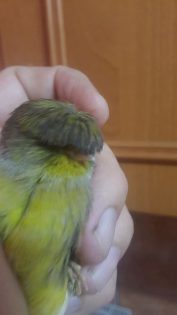  - Canari