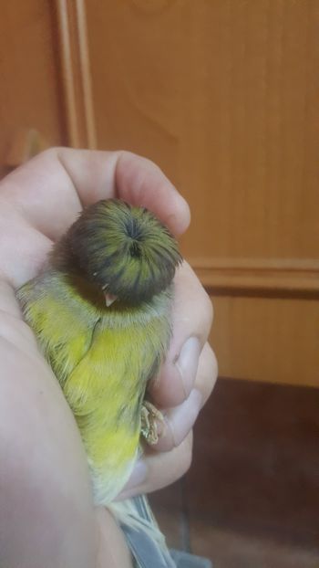  - Canari
