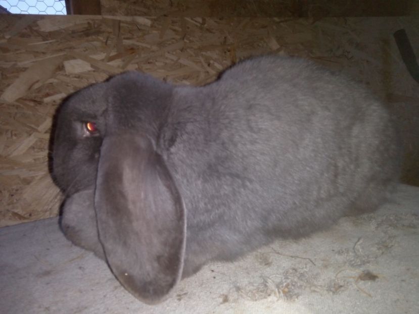  - ARHIVA IEPURI ce am avut câteva exemplare