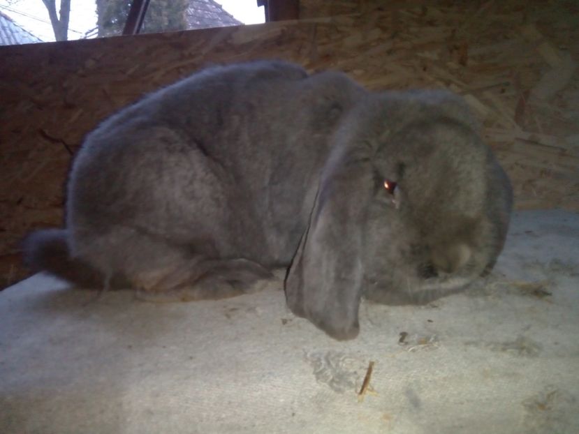  - ARHIVA IEPURI ce am avut câteva exemplare