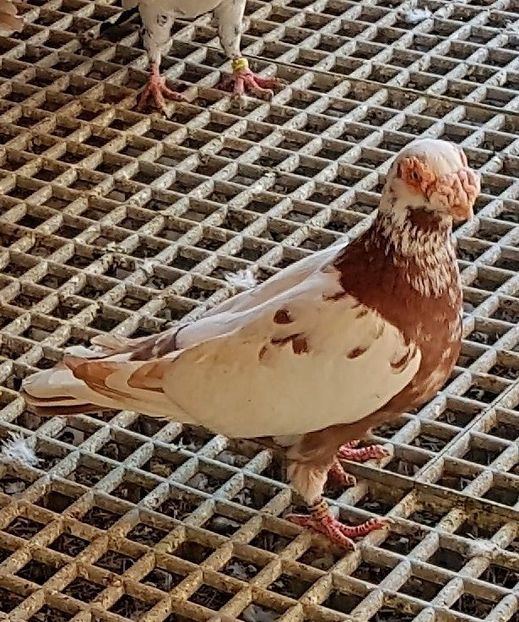  - 23_CARUNCULATI DE ORADEA MATCA-2021