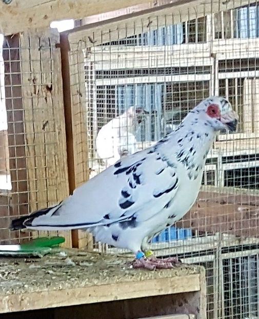  - 23_CARUNCULATI DE ORADEA MATCA-2021