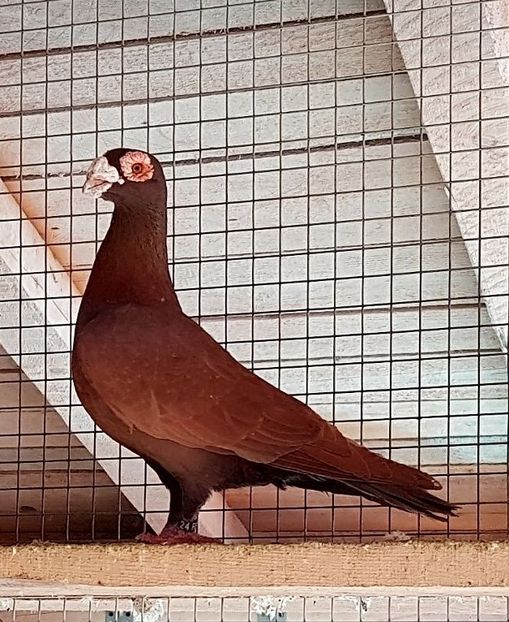  - 23_CARUNCULATI DE ORADEA MATCA-2021