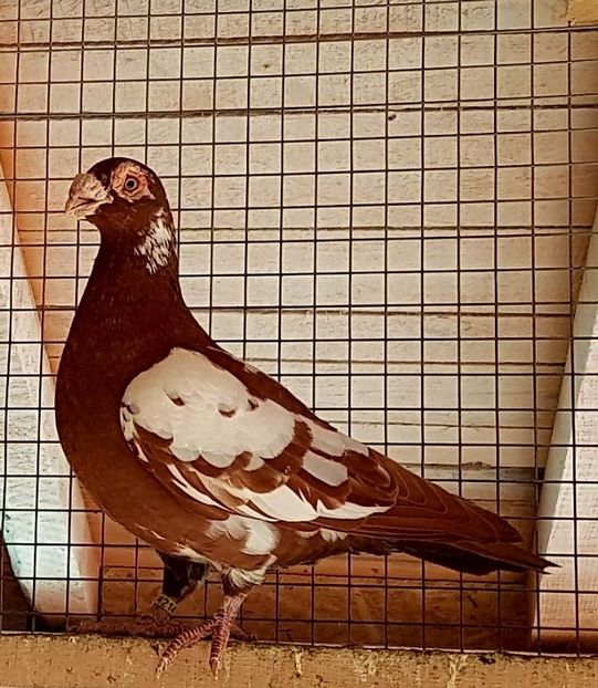  - 23_CARUNCULATI DE ORADEA MATCA-2021