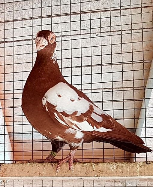  - 23_CARUNCULATI DE ORADEA MATCA-2021