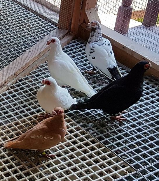  - 23_CARUNCULATI DE ORADEA MATCA-2021