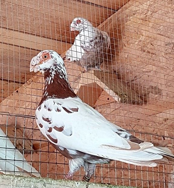  - 23_CARUNCULATI DE ORADEA MATCA-2021