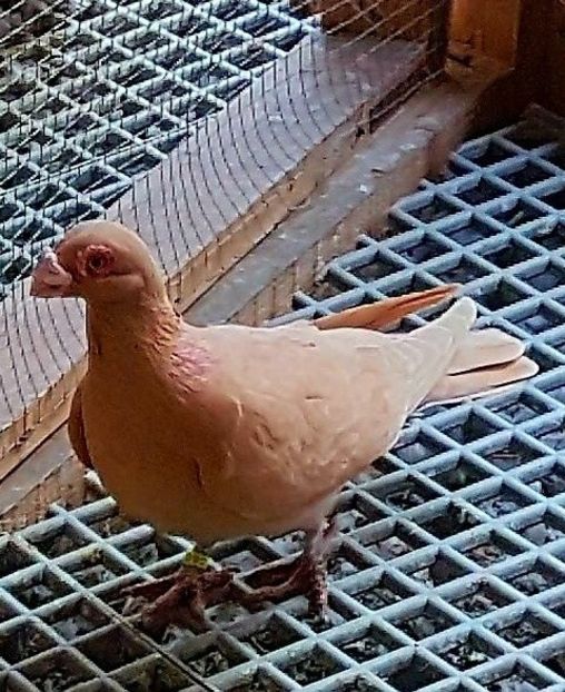  - 23_CARUNCULATI DE ORADEA MATCA-2021