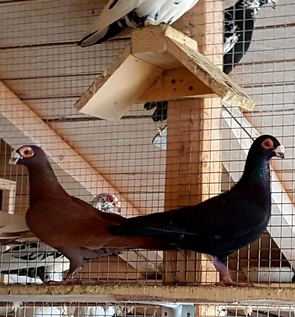  - 23_CARUNCULATI DE ORADEA MATCA-2021