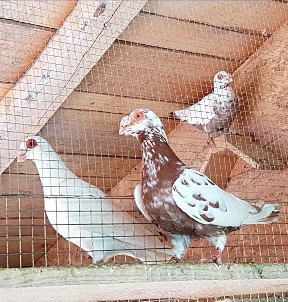  - 23_CARUNCULATI DE ORADEA MATCA-2021