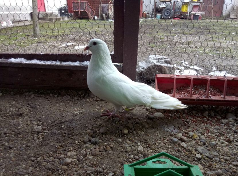  - Porumbei Romani DE VANZARE