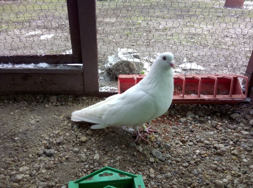  - Porumbei Romani DE VANZARE