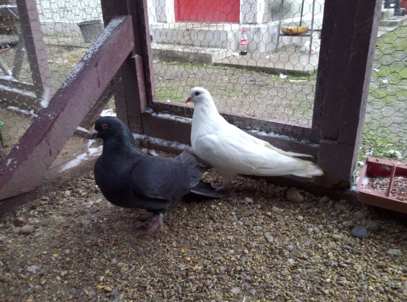  - Porumbei Romani DE VANZARE