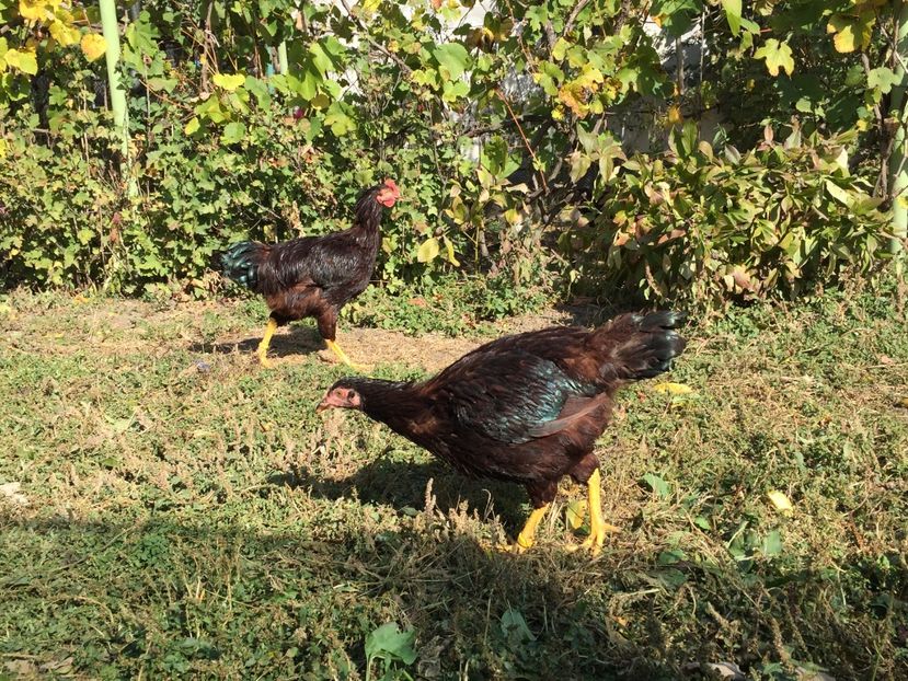 5 luni - Rhode Island Red
