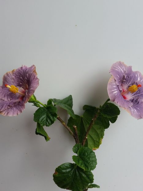 - Hibiscus 2018