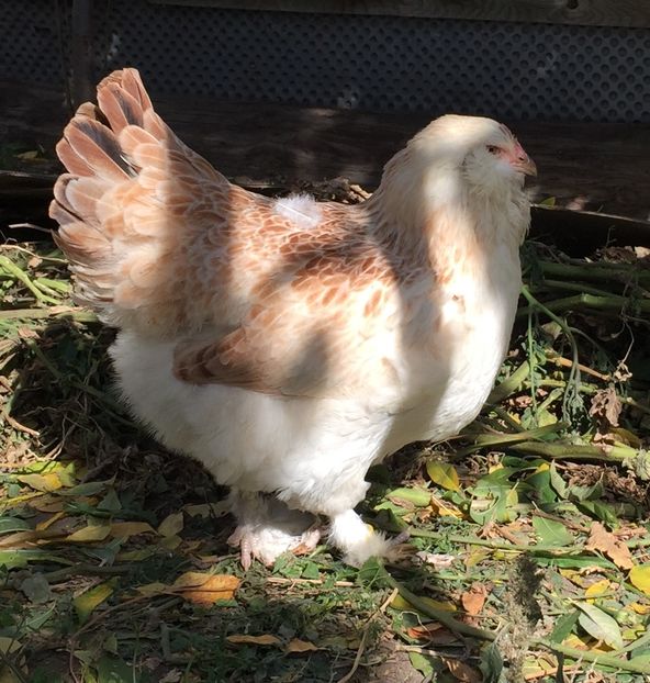 4 luni - Faverolles Somon