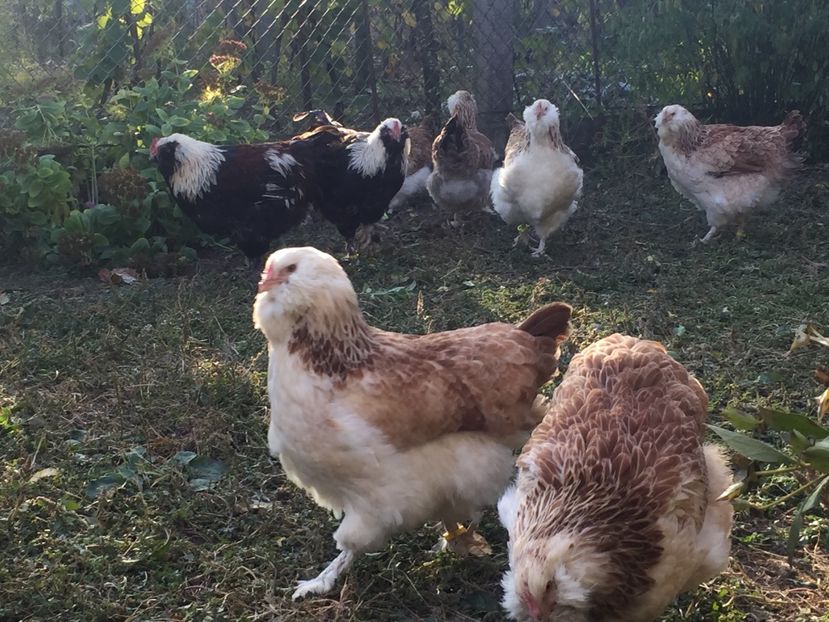 5 luni - Faverolles Somon