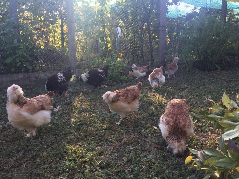 5 luni - Faverolles Somon