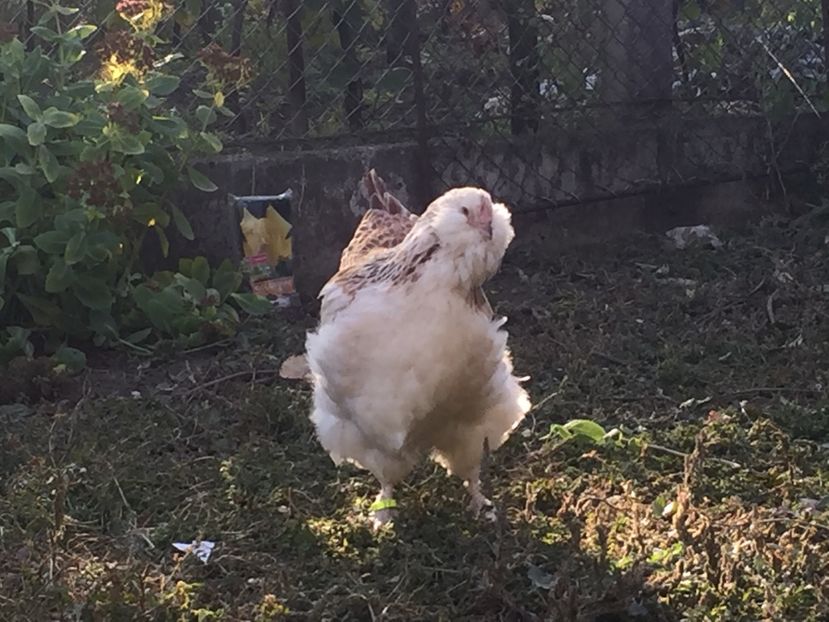 5 luni - Faverolles Somon