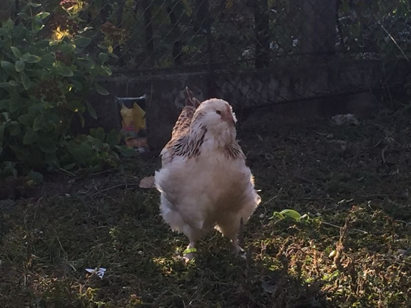 5 luni - Faverolles Somon