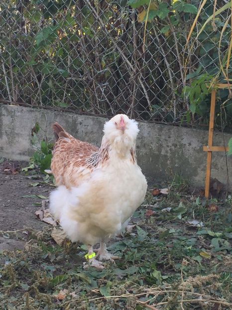 5 luni - Faverolles Somon