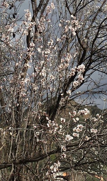20180211_123658-2 - Iarna prin alte țări