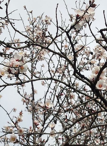 20180211_123537-2 - Iarna prin alte țări