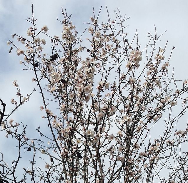 20180211_123458-2 - Iarna prin alte țări