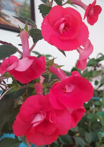 Stan's Delight - AAA RIZOMI ACHIMENES DISPONIBILI -2023