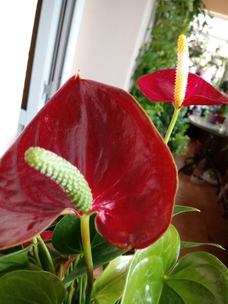 Anthurium Flamingo rosu - Anthurium - Floarea Flamingo