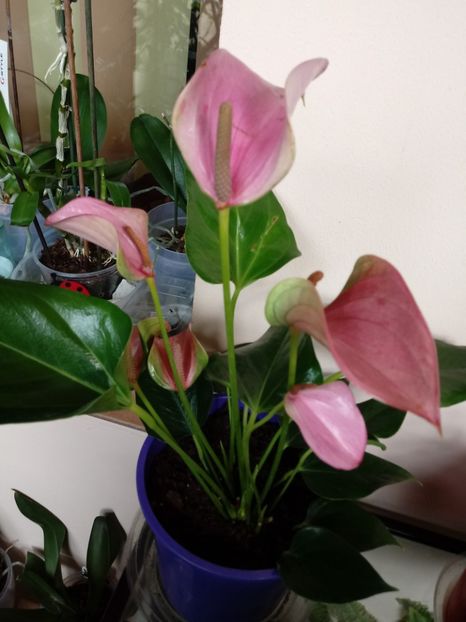 Anthurium Lilas roz - Anthurium - Floarea Flamingo